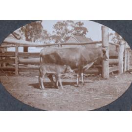 Cow and calf at [?] Park