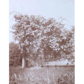 Fortiures [?] yellow on tennis court