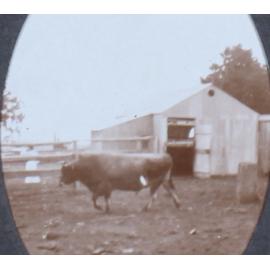 Bull in front of a building