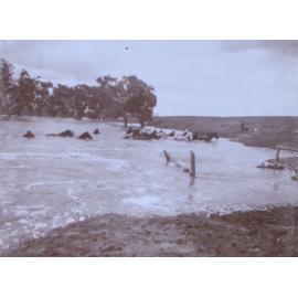 Horses crossing flooded creek at Bundemar