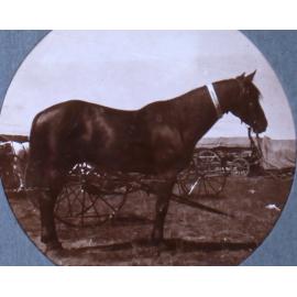 Horse with an Armidale Show ribbon on its neck