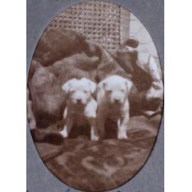 Jessamy Breda and Juniper