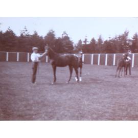 Sandringham horses, Norfolk, England