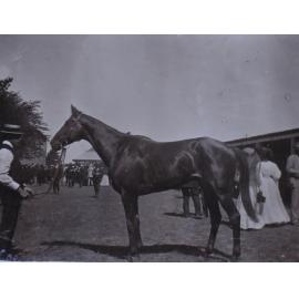 Racehorse with groom