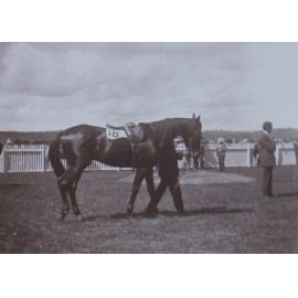 Racehorse with several unidentified men