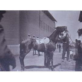 Racehorse tended by a groom