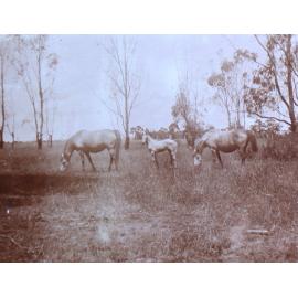 Two horses and a foal