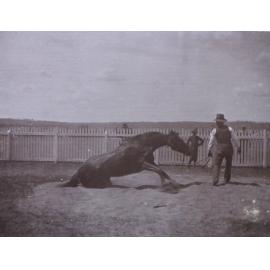 Horse rolling in sand