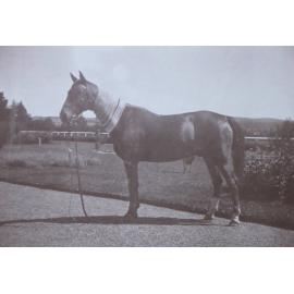 Horse with Armidale Show ribbons about its neck