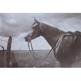 Saddled horse in the paddock