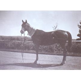 Horse with Armidale Show ribbons about its neck