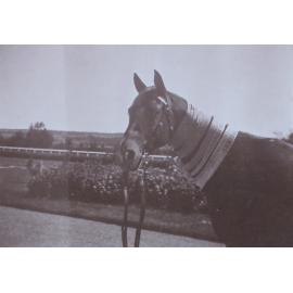 Horse with Armidale Show ribbons about its neck