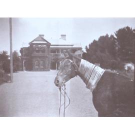 Horse with Armidale Show ribbons about its neck