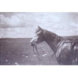 Saddled horse in the paddock