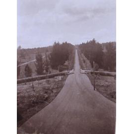 View of the Avenue from the house