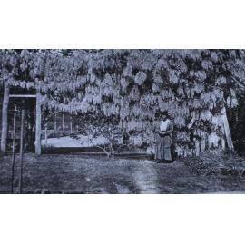 Unidentified woman standing under the wisteria