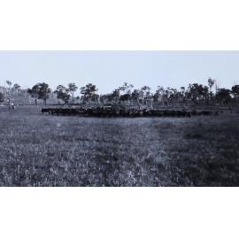 Mob of cattle being mustered