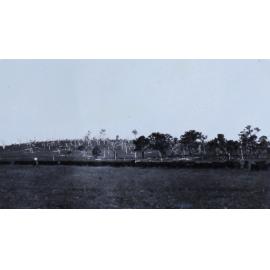 Mob of cattle being mustered