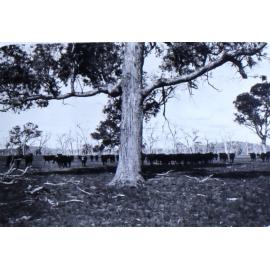 Mob of cattle being mustered
