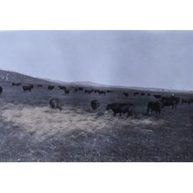 Mob of cattle being fed hay/chalf