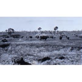Mob of cattle in the paddock