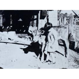 Unidentified child with calf