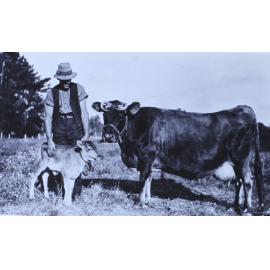Unidentified man with cow and calf