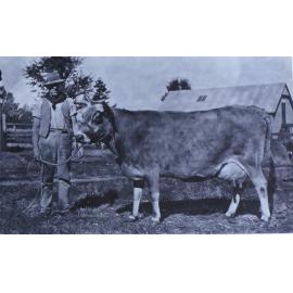 Unidentified man with cow