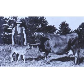 Unidentified man with cow and calf