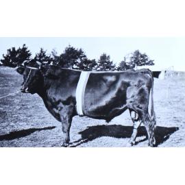 Cow with prize ribbon around the girth