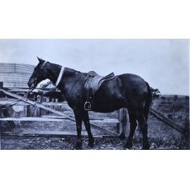 Saddled horse with show ribbon around neck