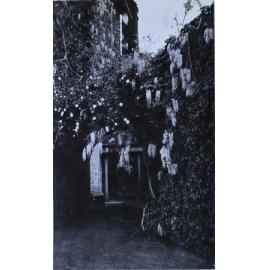 Wisteria growing up the side of a house