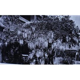 Wisteria growing up the side of a house