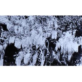 Wisteria growing up the side of a house