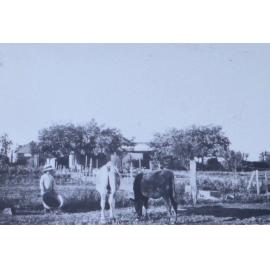 Young girl with poddy calves
