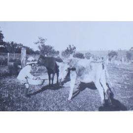 Young girl with poddy calves
