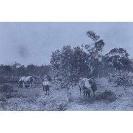 Three children in a yard with two ponies
