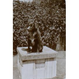 Pet dog on a pedestal
