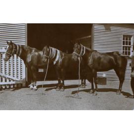 Three horse with show ribbons around their necks