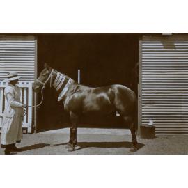 Horse with show ribbons around its neck