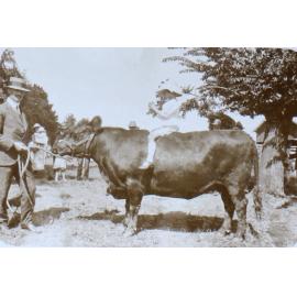 Young girl sitting on a bull helad by an unidentified man