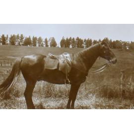 Saddled horse in a paddock