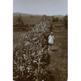 Young girl beside a hedge in the garden