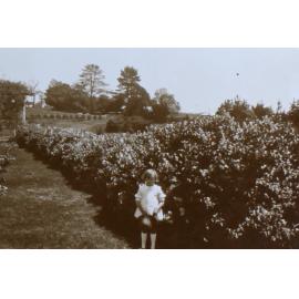 Young girl beside a hedge in the garden