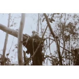 Young owls in a nest