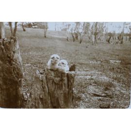 Two young owls sitting on a stump