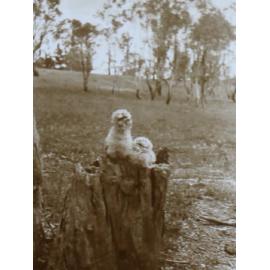 Two young owls sitting on a stump