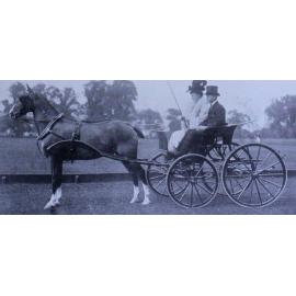 Sir Walter Gibney's Society, Driven by Mrs. Hine. First prize Ponies under 14.2 at Ranelagh