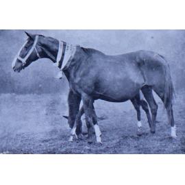 Electric Light, Champion Blood mare. Mr. P. A. Morton