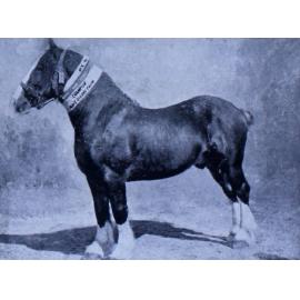 Clan MacDonald, Champion Clydesdale Stallion. Mr. T. Bowra